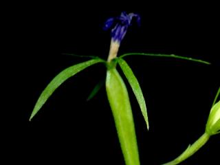 Img.VTax2962.ExN.Img8