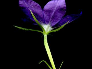 Img.VTax2962.ExN.Img9