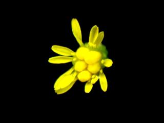 Img.VTax2986.ExN.Img7