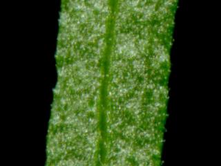 Img.VTax2992.ExN.Img10