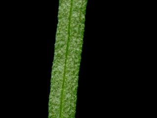 Img.VTax2992.ExN.Img6