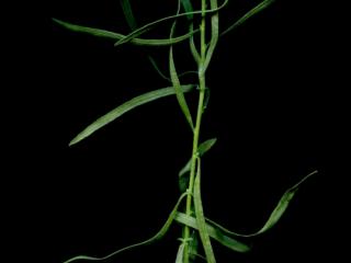 Img.VTax2992.ExN.Img9