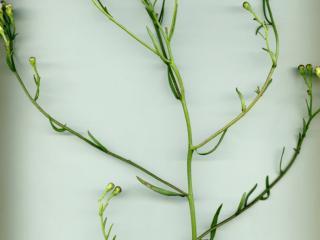 Img.VTax2996.ExN.Img3