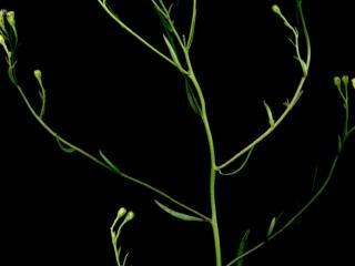 Img.VTax2996.ExN.Img5