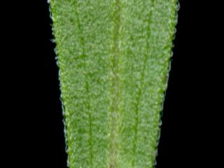 Img.VTax2999.ExN.Img3