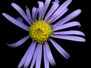 Img.VTax2999.ExN.Img6