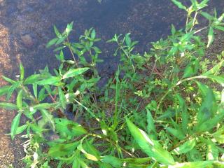 Img.VTax3069.ExN.Img12
