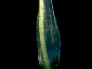 Img.VTax3091.ExN.Img7