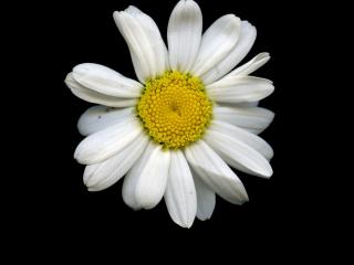Img.VTax3093.ExN.Img6