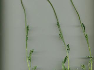 Img.VTax3093.ExN.Img8
