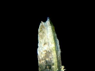 Img.VTax3093.ExN.Img9