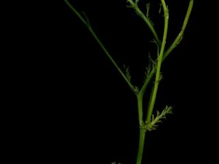 Img.VTax3096.ExN.Img2