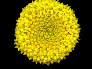 Img.VTax3111.ExN.Img2