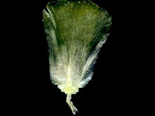 Img.VTax3112.ExN.Img11