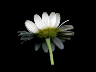 Img.VTax3120.ExN.Img9