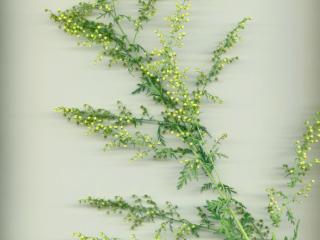 Img.VTax3133.ExN.Img10