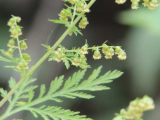 Img.VTax3133.ExN.Img9