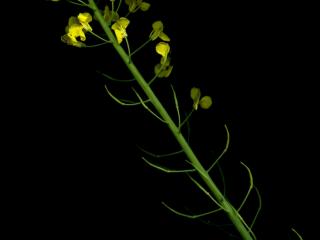 Img.VTax1010.ExN.Img6