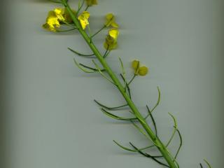 Img.VTax1010.ExN.Img8