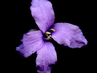 Img.VTax1073.ExN.Img7