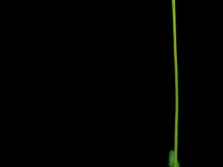 Img.VTax1089.ExN.Img4