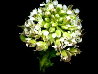 Img.VTax1165.ExN.Img3