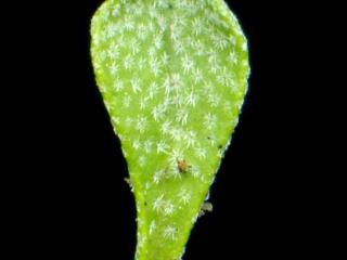 Img.VTax1195.ExN.Img9