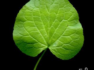 Img.VTax1300.ExN.Img12