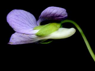 Img.VTax1301.ExN.Img3