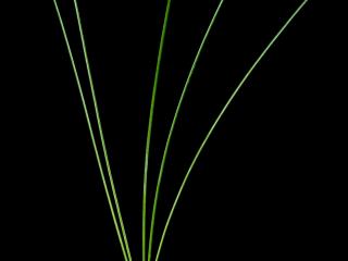 Img.VTax131.ExN.Img4