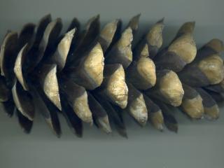Img.VTax131.ExN.Img6