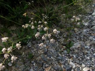 Img.VTax1589.ExN.Img14