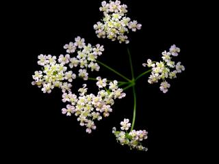 Img.VTax1589.ExN.Img4