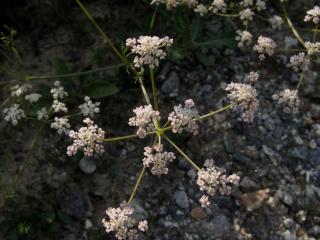 Img.VTax1589.ExN.Img9