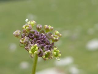 Img.VTax1591.ExN.Img1