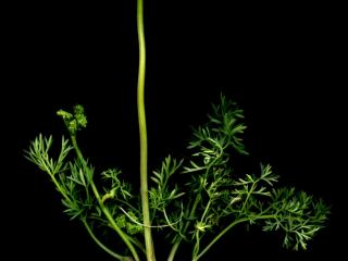 Img.VTax1591.ExN.Img10