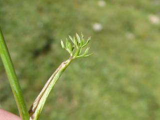 Img.VTax1591.ExN.Img5