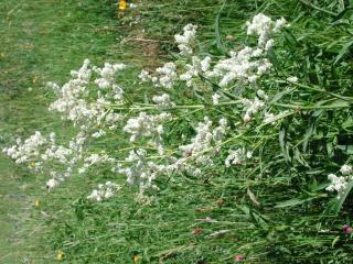 Img.VTax1812.ExN.Img3