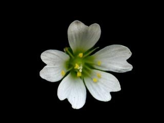 Img.VTax1914.ExN.Img3