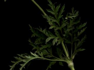 Img.VTax193.ExN.Img8