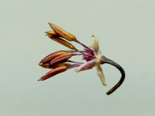 Img.VTax198.ExN.Img6