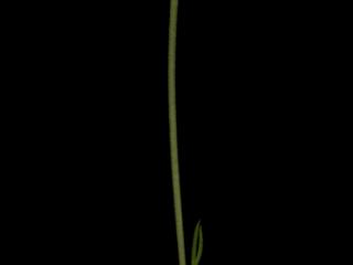 Img.VTax2015.ExN.Img15