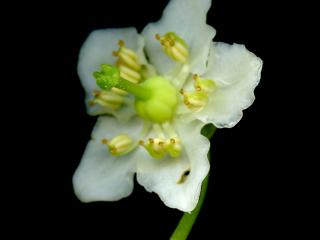 Img.VTax2138.ExN.Img7