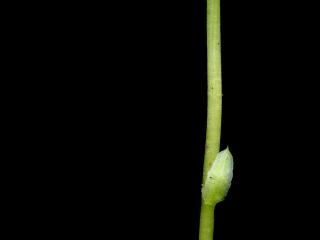 Img.VTax2139.ExN.Img3