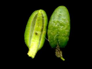 Img.VTax2143.ExN.Img7