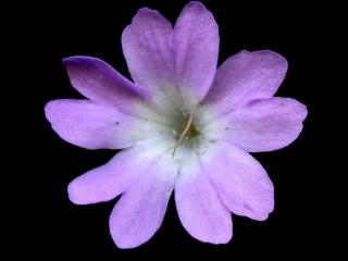 Img.VTax2163.ExN.Img3