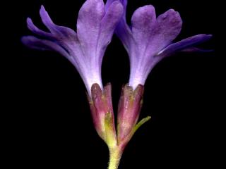 Img.VTax2163.ExN.Img4