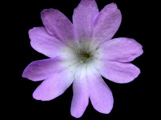 Img.VTax2163.ExN.Img6