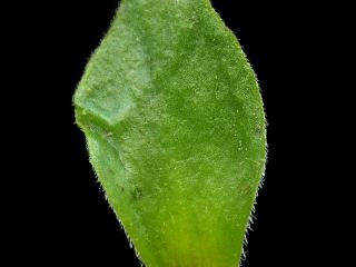 Img.VTax2163.ExN.Img9