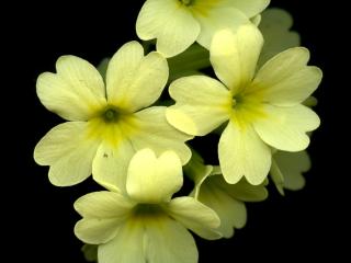 Img.VTax2170.ExN.Img8